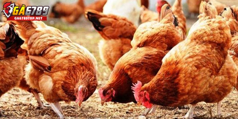 Phòng bệnh nấm phổi ở gà: Giải pháp bảo vệ đàn hiệu quả
