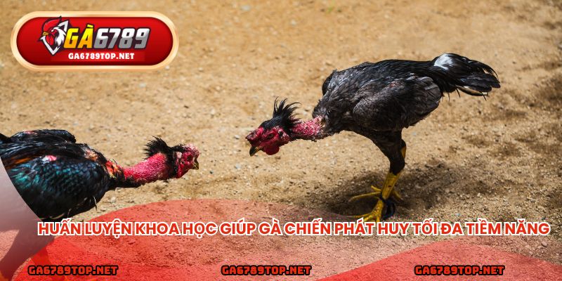 Huấn luyện khoa học giúp gà chiến phát huy tối đa tiềm năng