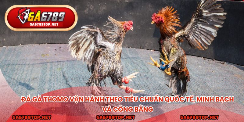 Đá gà thomo vận hành theo tiêu chuẩn quốc tế, minh bạch và công bằng