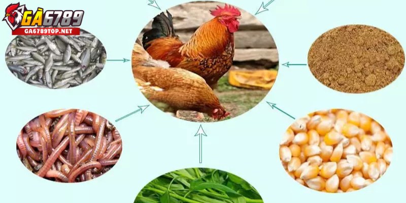 Lưu ý sử dụng điều độ để tránh tình trạng gà tăng cân quá mức.
