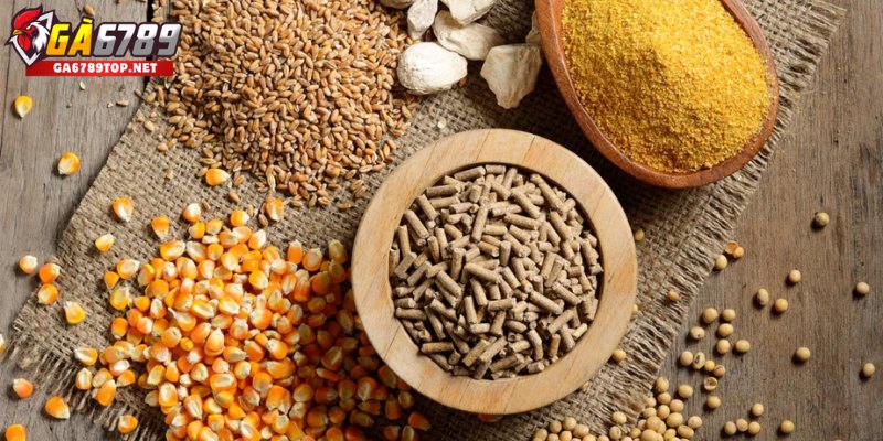 Nguyên Tắc Vàng Về Dinh Dưỡng Cho Gà Đá
