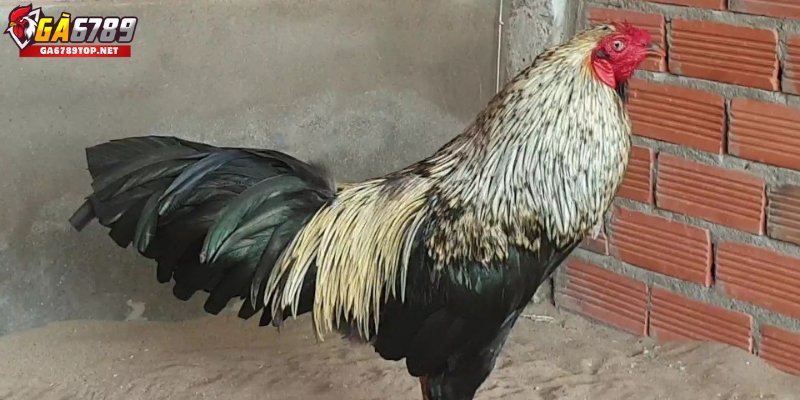 Gà Chuối Là Gì?

