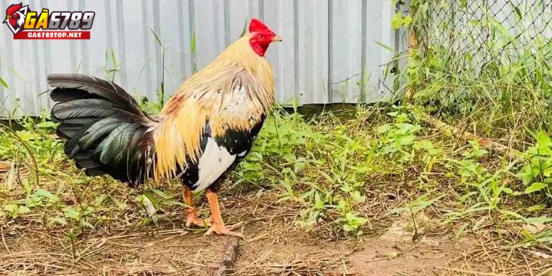 Huấn Luyện Và Tập Luyện
