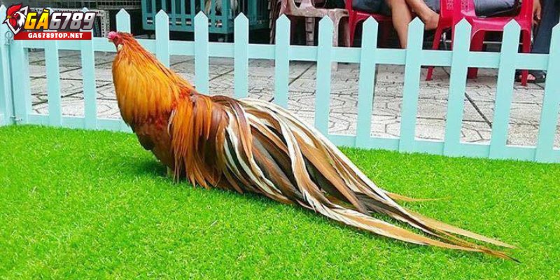 Bí Quyết Chọn Và Huấn Luyện Gà Khét Giúp Chiến Thắng Dễ Dàng

