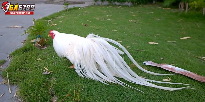 Giới Thiệu Chung Về Dòng Gà Thanh Khiết Được Ưa Chuộng
