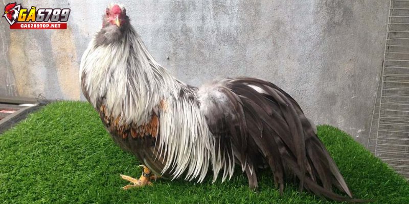 Tạo Môi Trường Sống Lý Tưởng
