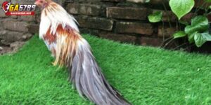 Gà Xám Là Gì? – Nguồn Gốc Và Ý Nghĩa Trong Giới Kê Thủ