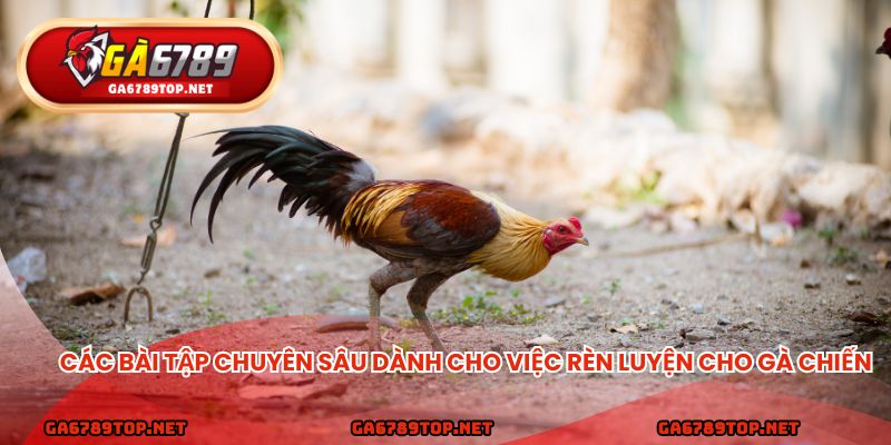 Các bài tập chuyên sau dành cho việc rèn luyện cho gà chiến