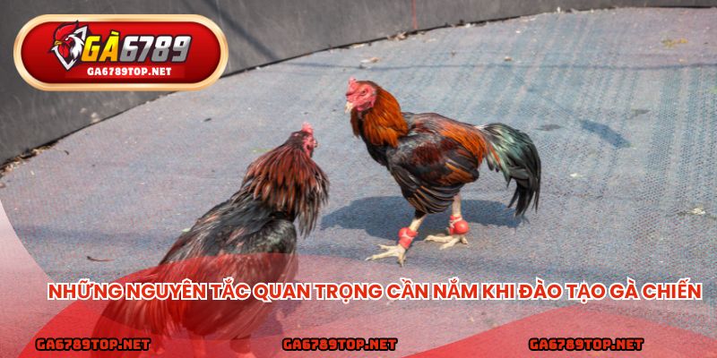 Những nguyên tắc quan trọng cần nắm khi đào tạo gà chiến