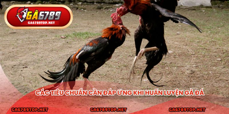 Các tiêu chuẩn cần đáp ứng khi huấn luyện gà đá