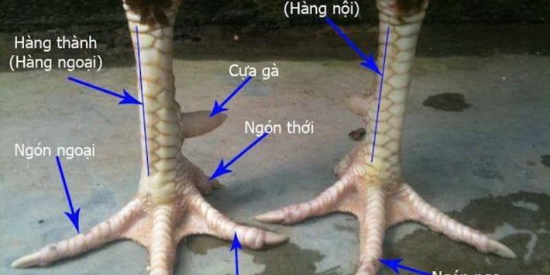 Tầm Quan Trọng Của Vảy Nội Hoa Đăng Khi Chọn Chiến Kê
