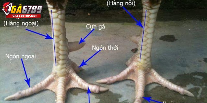 Phân Tích Chi Tiết Hình Dáng Vảy
